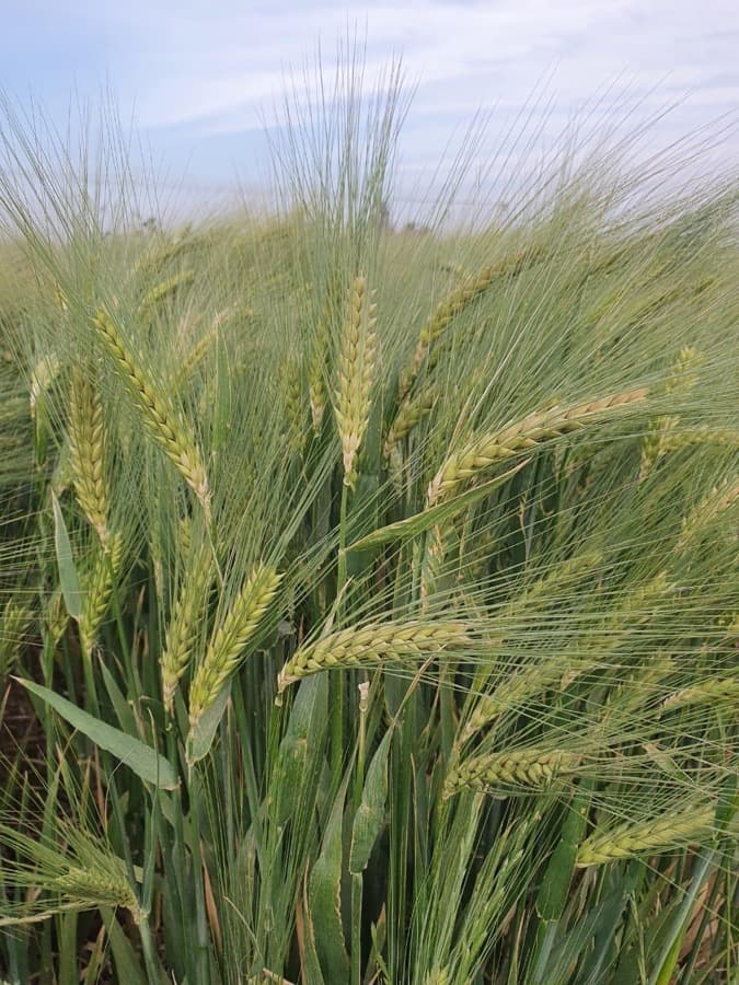 Barley grown from Kunuz Al-Hasad seeds