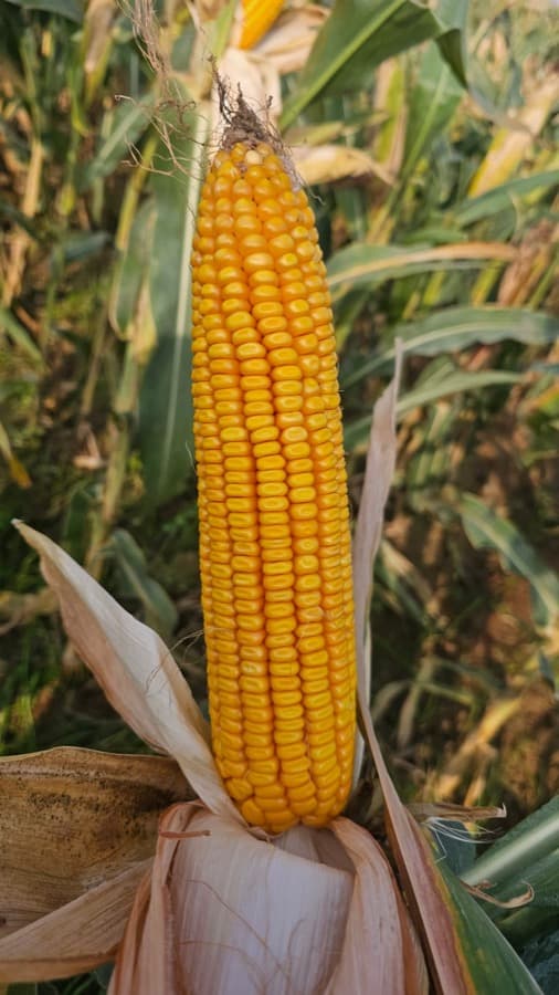 Corn grown from Kunuz Al-Hasad seeds