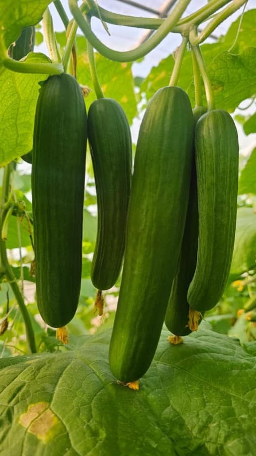 Cucumber grown from Kunuz Al-Hasad seeds