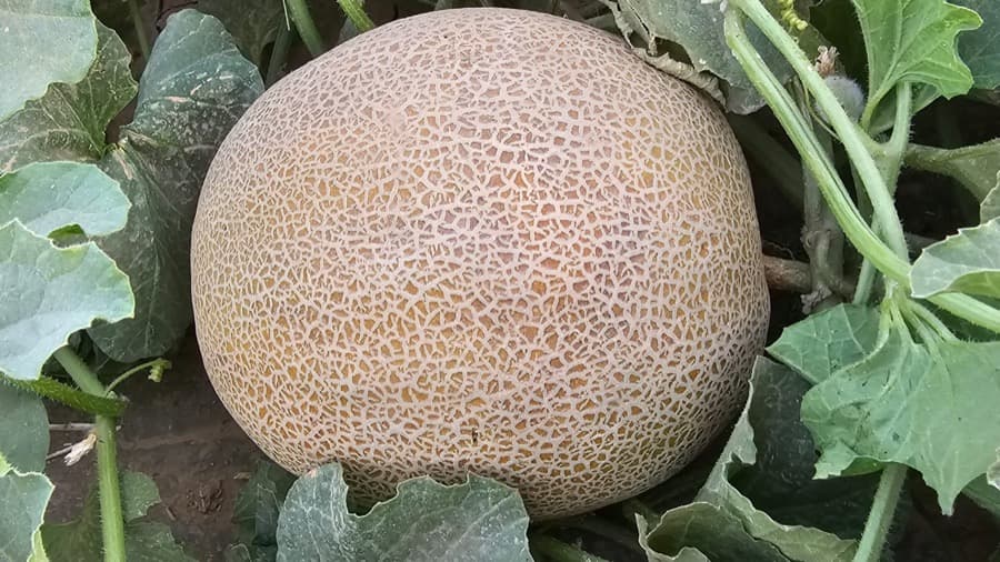 Melon grown from Kunuz Al-Hasad seeds
