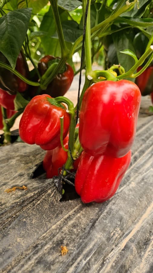 Pepper grown from Kunuz Al-Hasad seeds