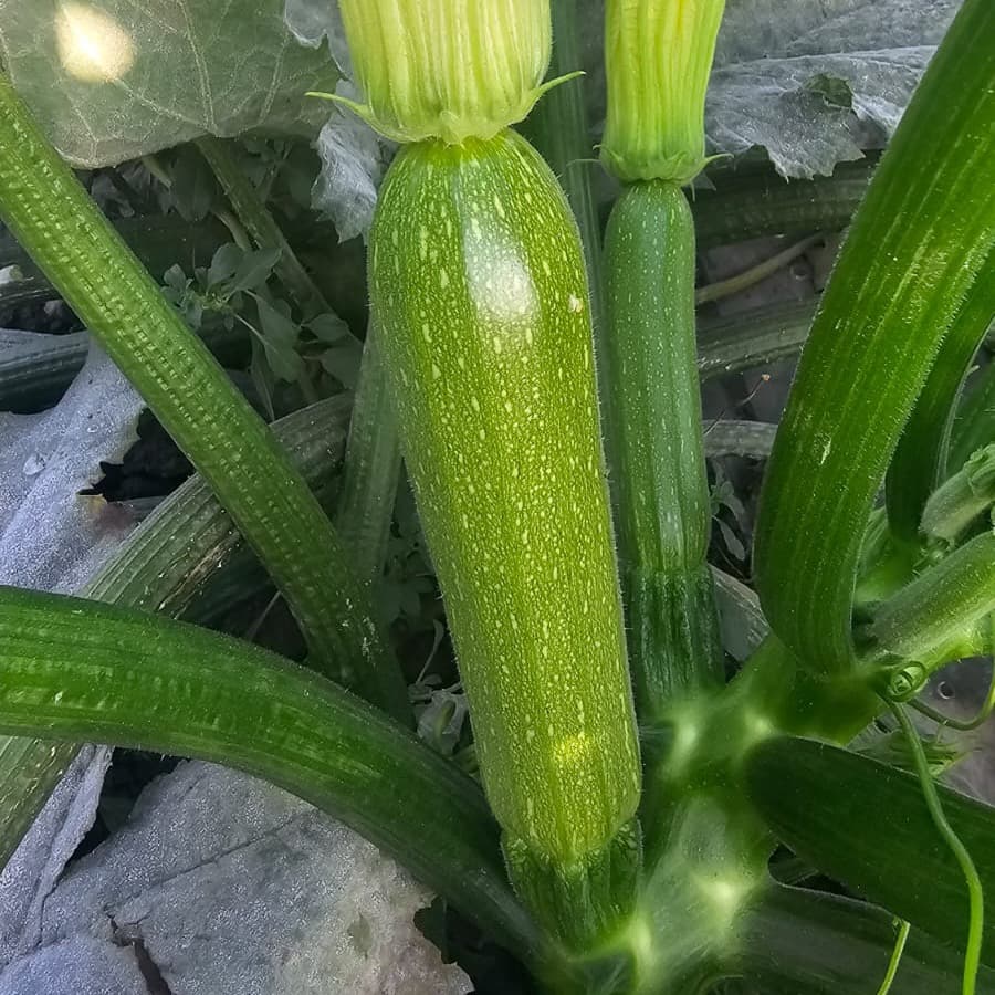 Squash grown from Kunuz Al-Hasad seeds