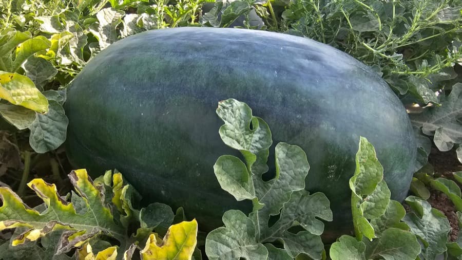 Watermelon grown from Kunuz Al-Hasad seeds